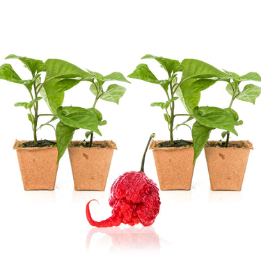 Carolina Reaper Pepper Plants - The Pepper Pantry (Formerly Marie Sharp's)
